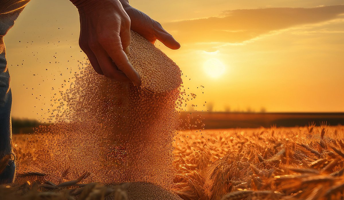 Sustentabilidade no Campo: Agricultura Orgânica e Agroecologia