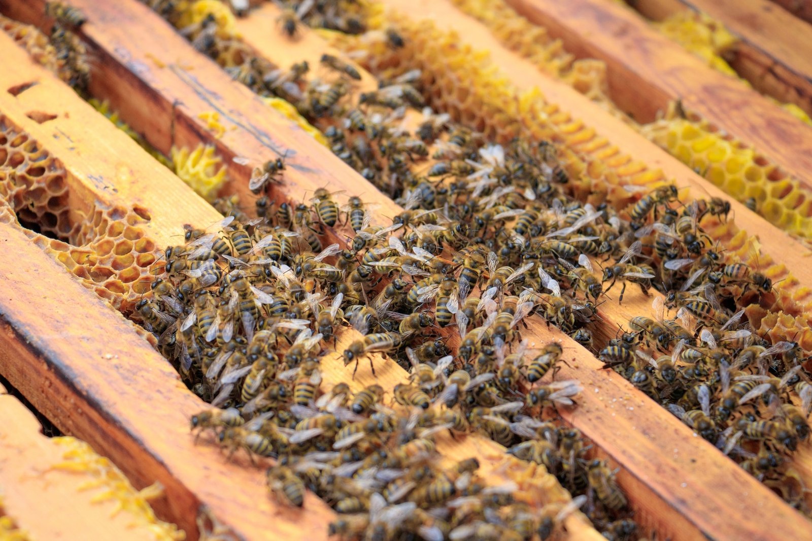 Senar abre curso gratuito sobre criação e manejo de abelhas sem ferrão.