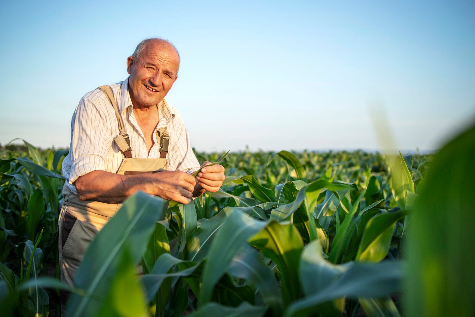 Portrait of senior hardworking farmer agronomist in corn field checking crops before harvest.