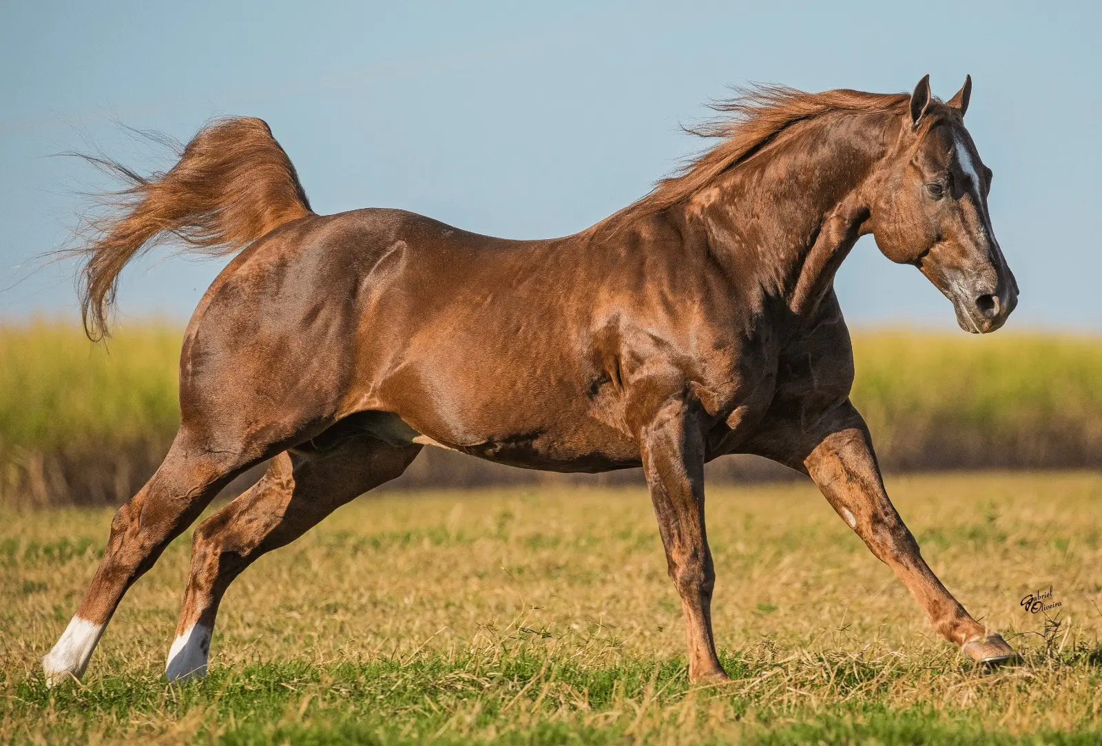 Festival do Cavalo promete movimentar o Ceará com competições, feira e fomento à economia local