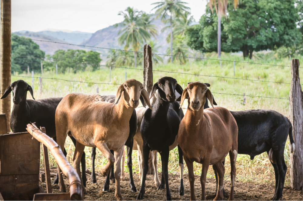 coluna-bastidores-do-agro-portal-agromais