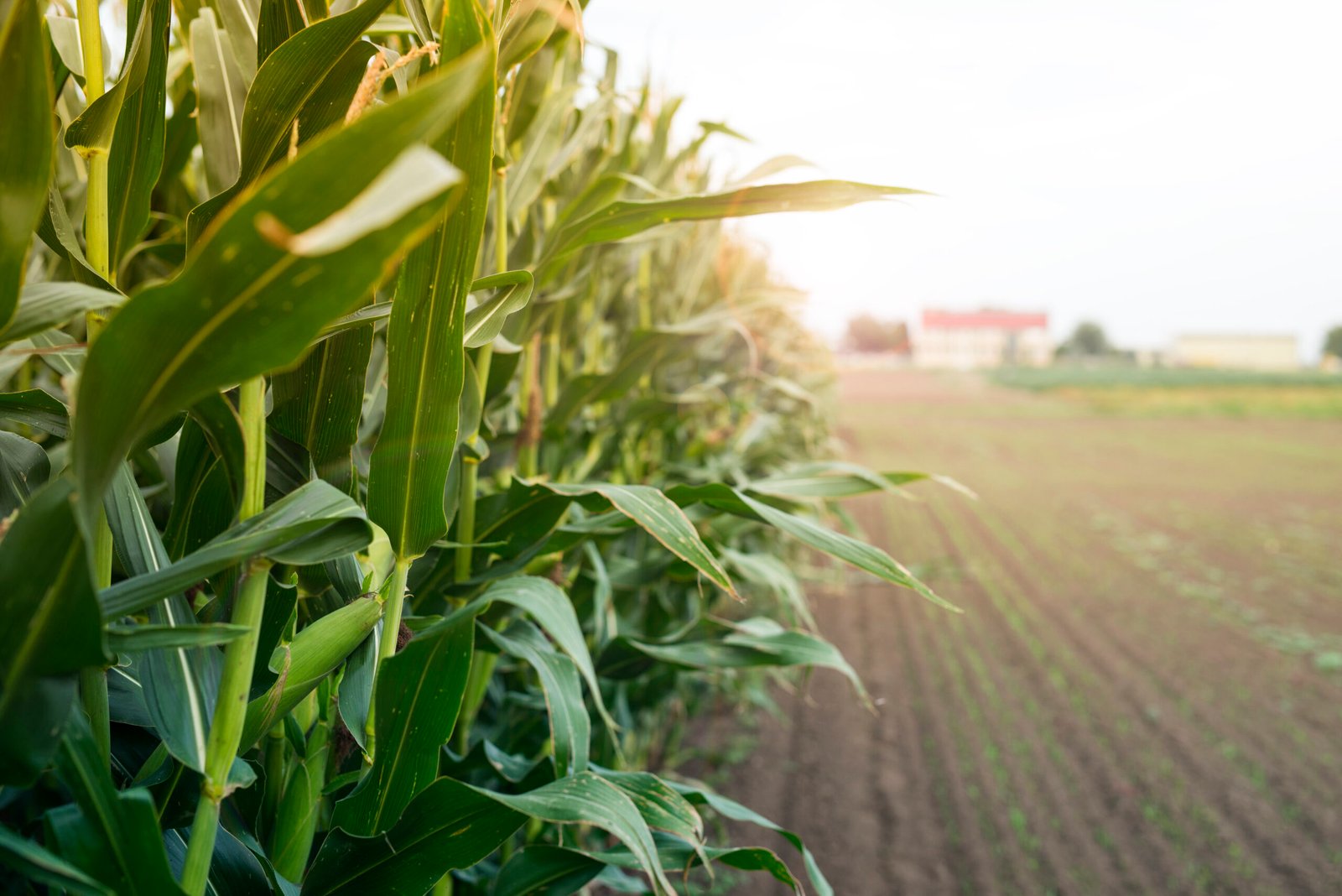 Corn field in sunset.