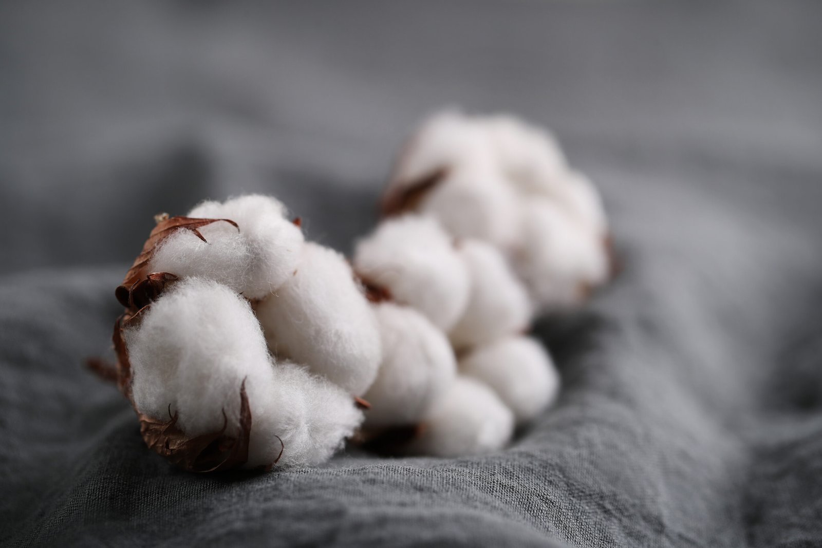 Cotton flower on the table