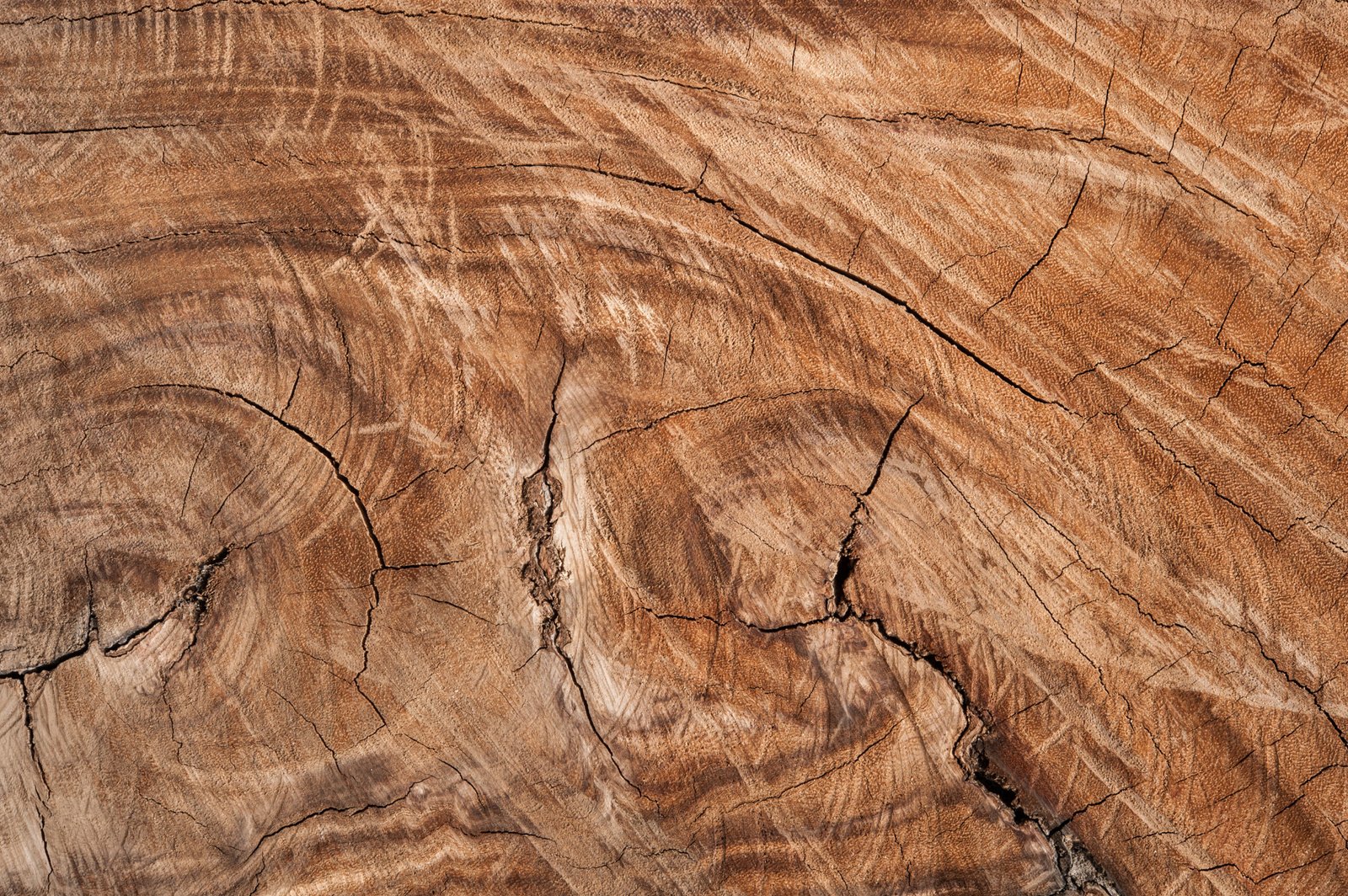 Stump of Tree Felled - Section of The Trunk Wood texture background
