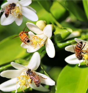 Pequenos nanodrones voando entre flores para polinização artificial