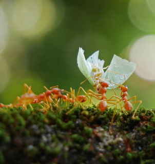 Cientistas sul-coreanos criam microrobots formiga que levantam cargas pesadas e desobstruem artérias.