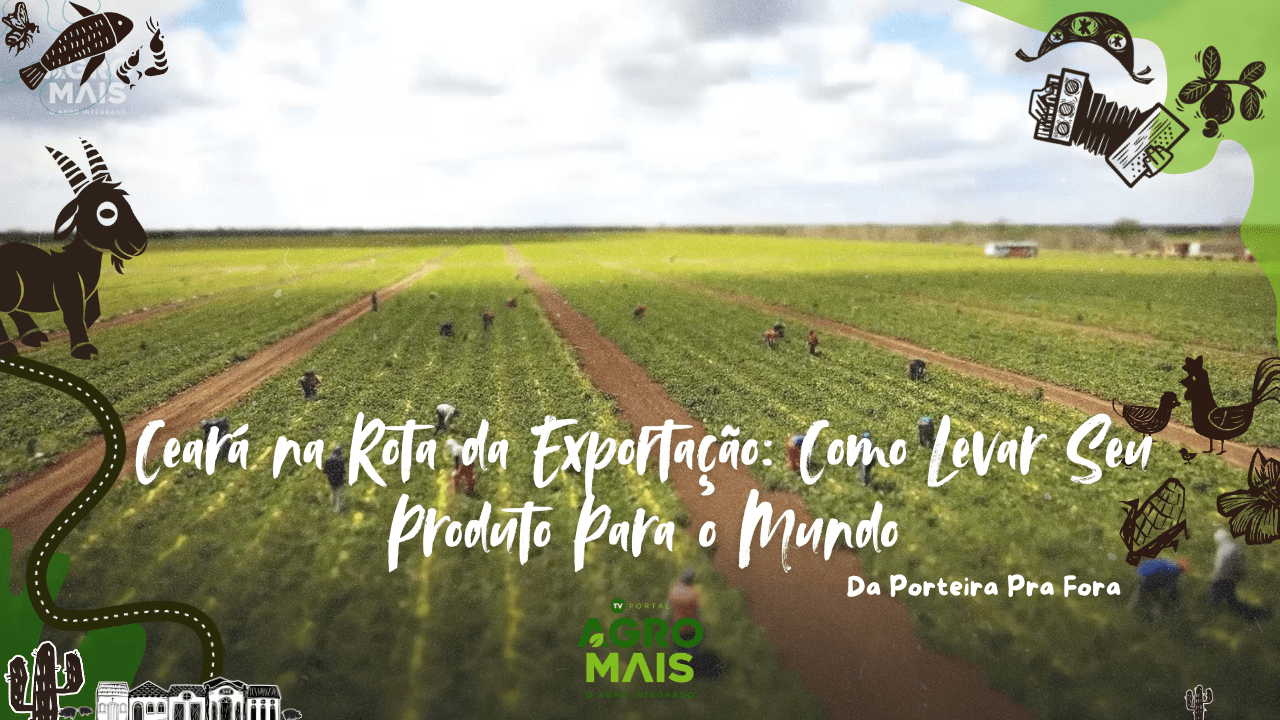 Frutas cearenses sendo preparadas para exportação