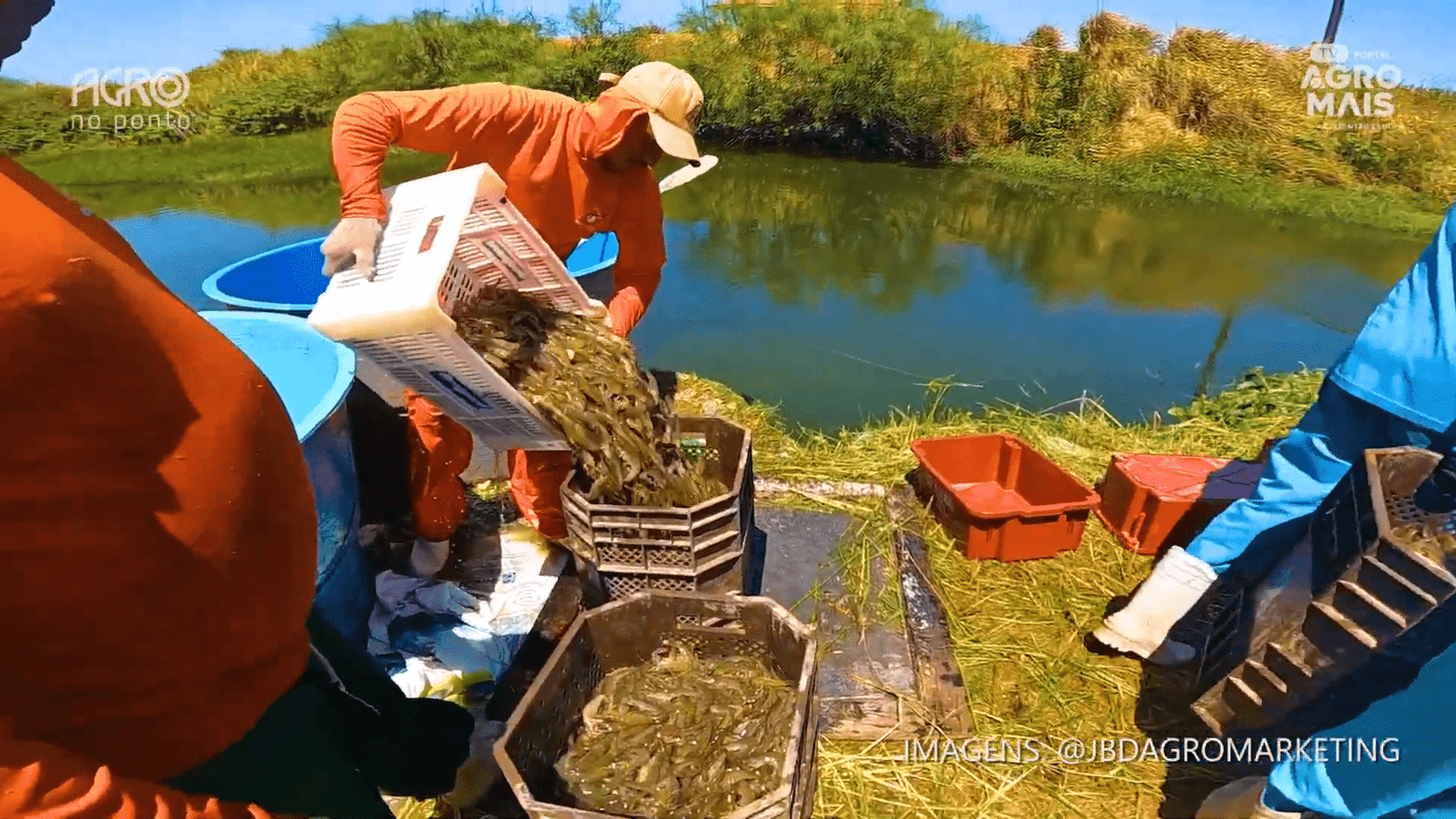 Fazenda de camarão no litoral do Ceará em destaque na Expocamarão