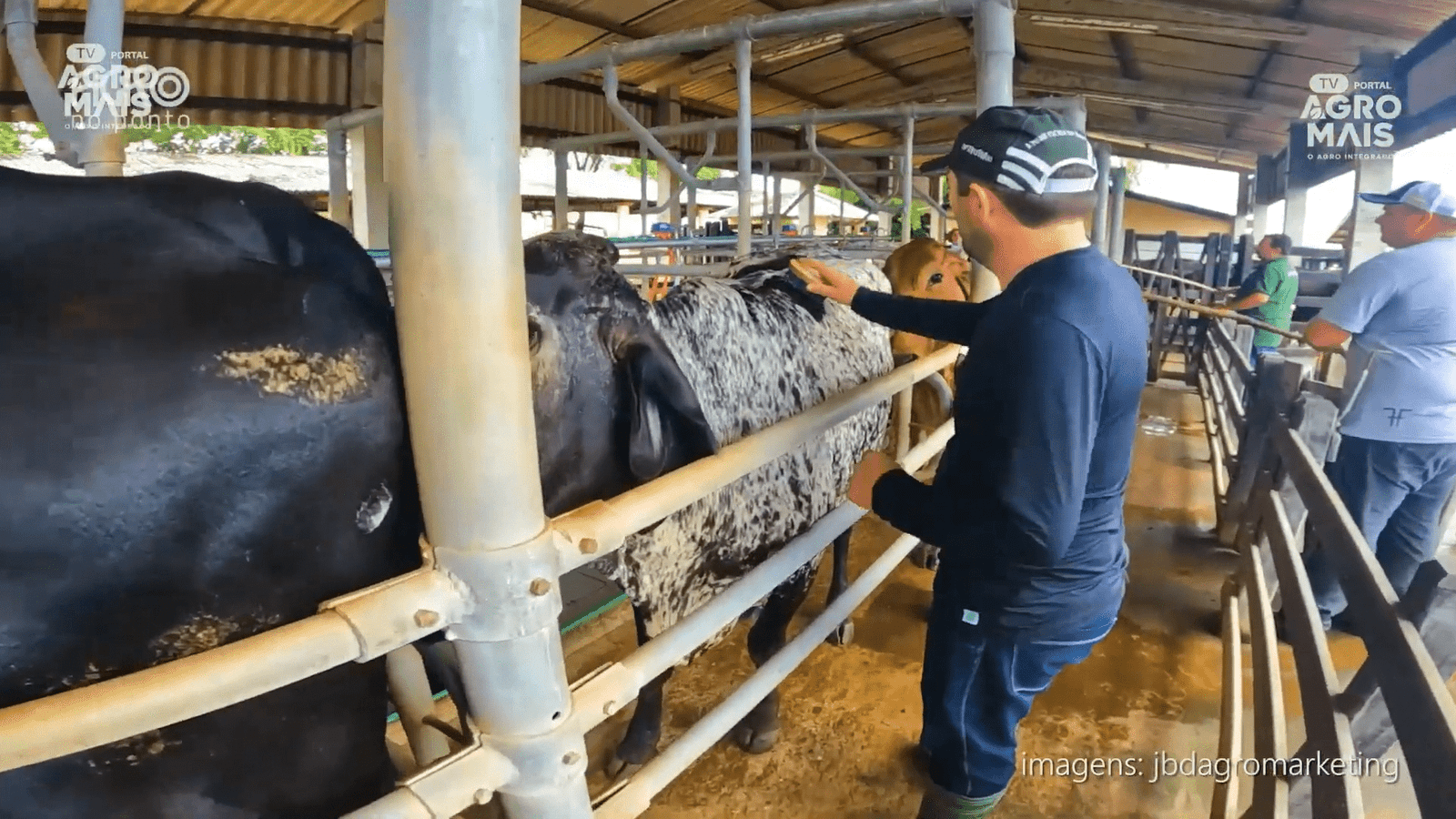 Vacas leiteiras de alta performance durante o Concurso da PEC Nordeste
