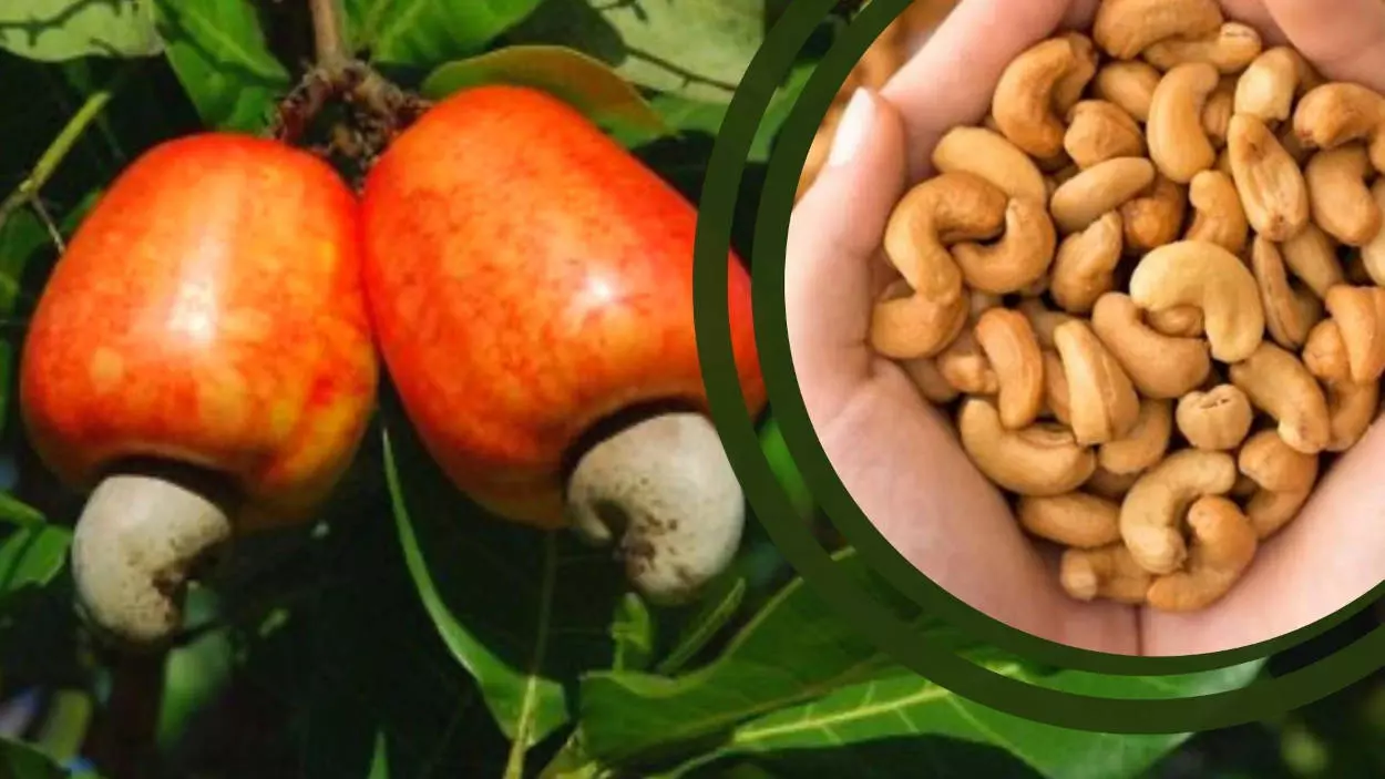 Nutrição na Cajucultura e Compras Públicas
