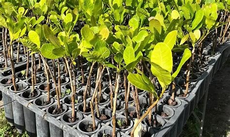 clone de cajueiro