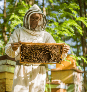 apicultor cuidando de colmeia no sertão nordestino, referência em apicultura sustentável