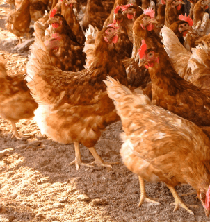aves de postura caipira em sistema de criação ao ar livre, com bem-estar e manejo adequado