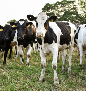 Palestra destaca biotecnologias e ferramentas que promovem inovação na pecuária leiteira e produção sustentável