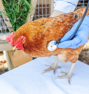 profissional aplicando vacina em aves contra reovirose aviária em aviário industrial