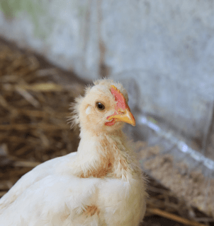 Granja em Montenegro (RS) passa por desinfecção após foco, inaugurando vazio sanitário