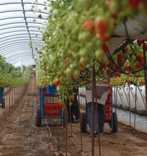 O agronegócio brasileiro gerou 28,5 milhões de empregos no 1º trimestre de 2025