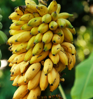 Projeto Rota da Banana fortalece pequenos produtores em 24 municípios de MT