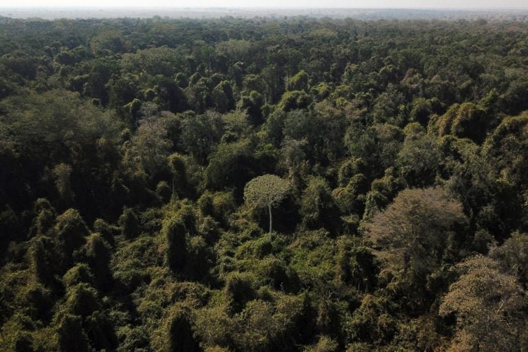 China apoia fundo proposto pelo Brasil para proteger florestas tropicais