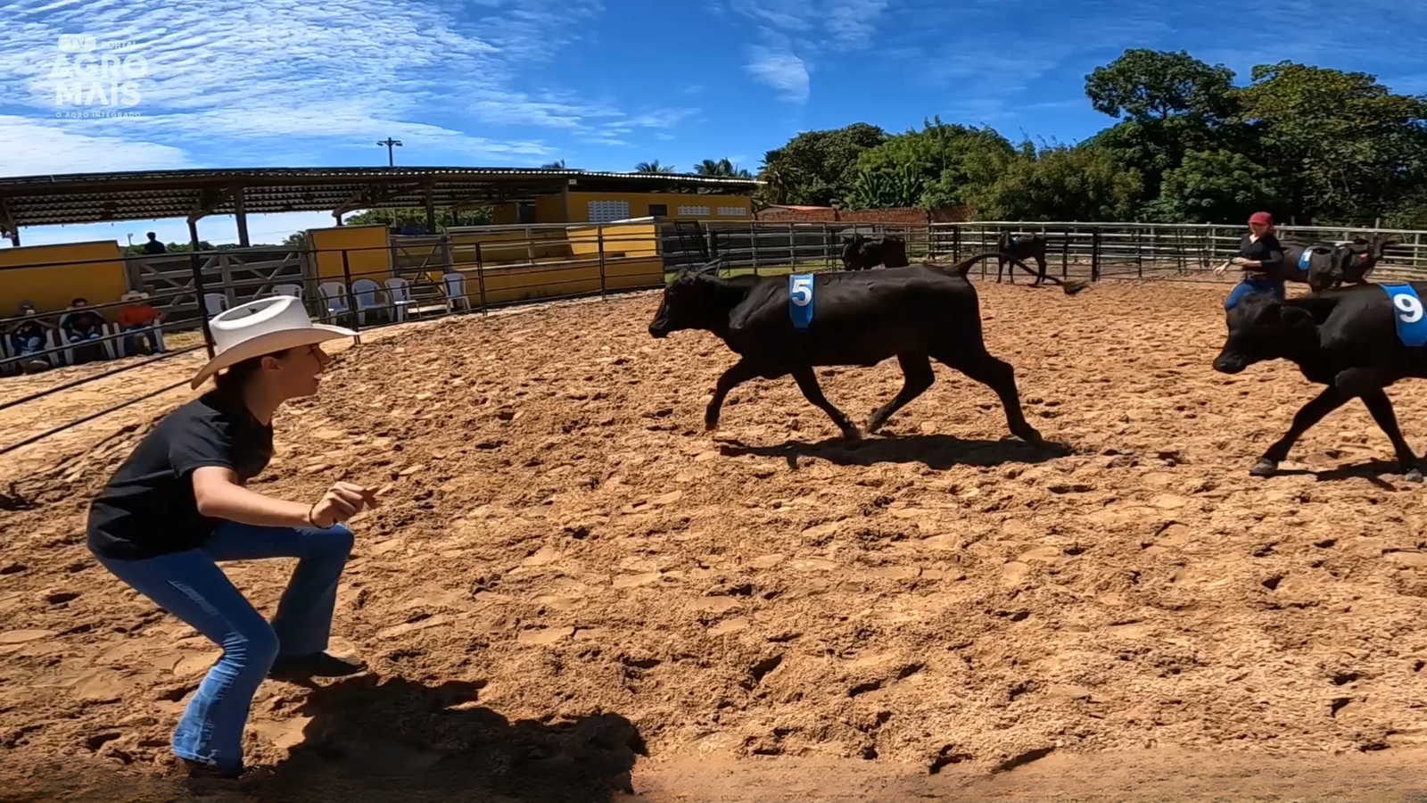 Curso de Ranch Sorting do Senar ensina técnicas de manejo e valoriza a equinocultura