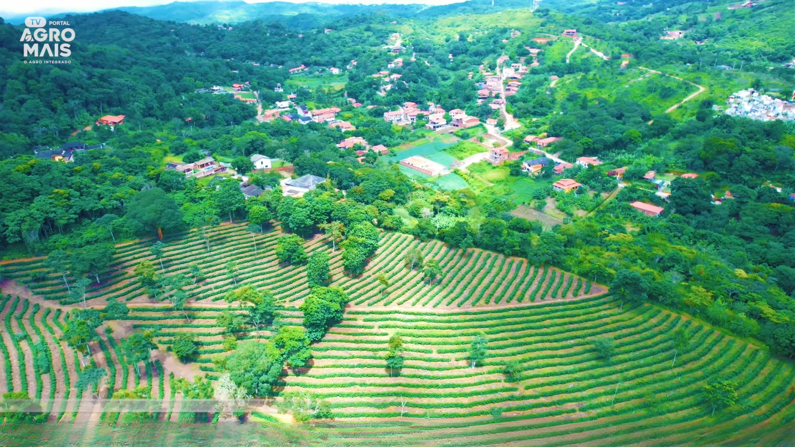 Sertanejo aos 90 anos lidera projeto de cultivo de café no Maciço de Baturité