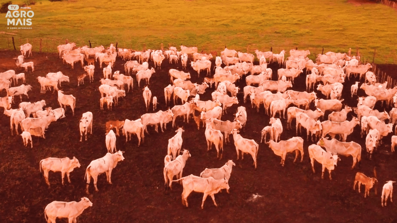 Campeã da Expocrato ao lado de seu gado Nelore representa o avanço da pecuária nordestina