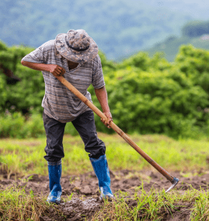 Trabalhador rural brasileiro representa crescimento da renda agropecuária