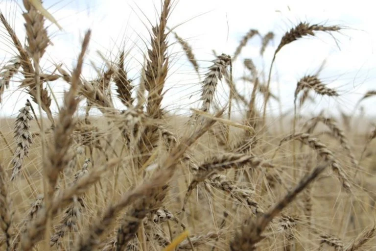 Agricultores ucranianos colhendo trigo, previsão de 56 milhões de toneladas para 2025