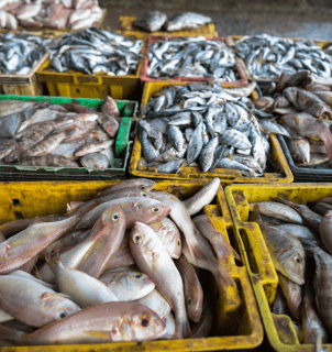 Funcionário no mercado de peixes durante ações do Agro Ceará contra tarifaço