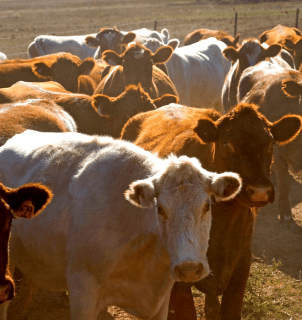 Instalações de gado no México refletem a importância da exportação carne Brasil.