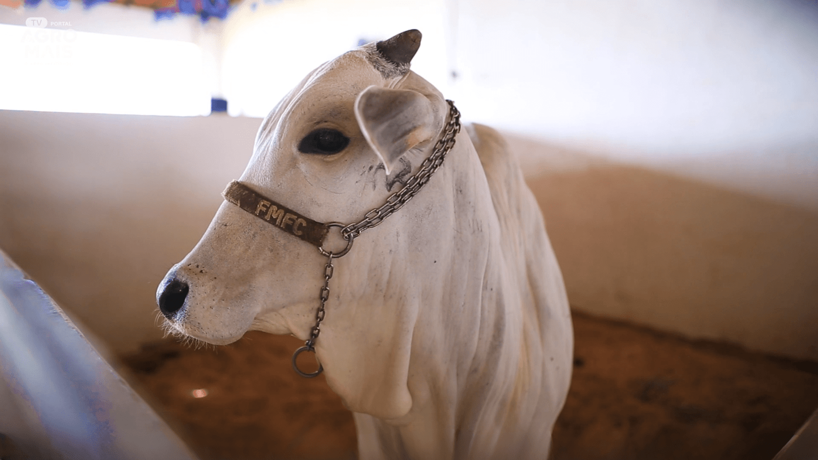 Evento reúne criadores de Nelore em busca de melhoramento genético no Ceará