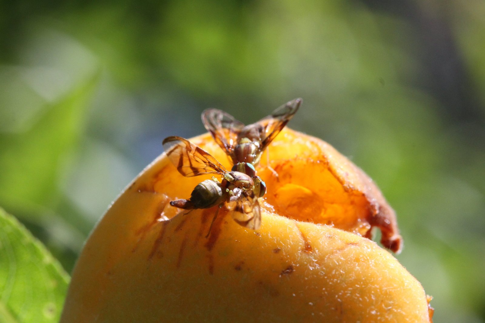 Auditores reforçam fiscalização contra mosca-das-frutas em fazendas exportadoras