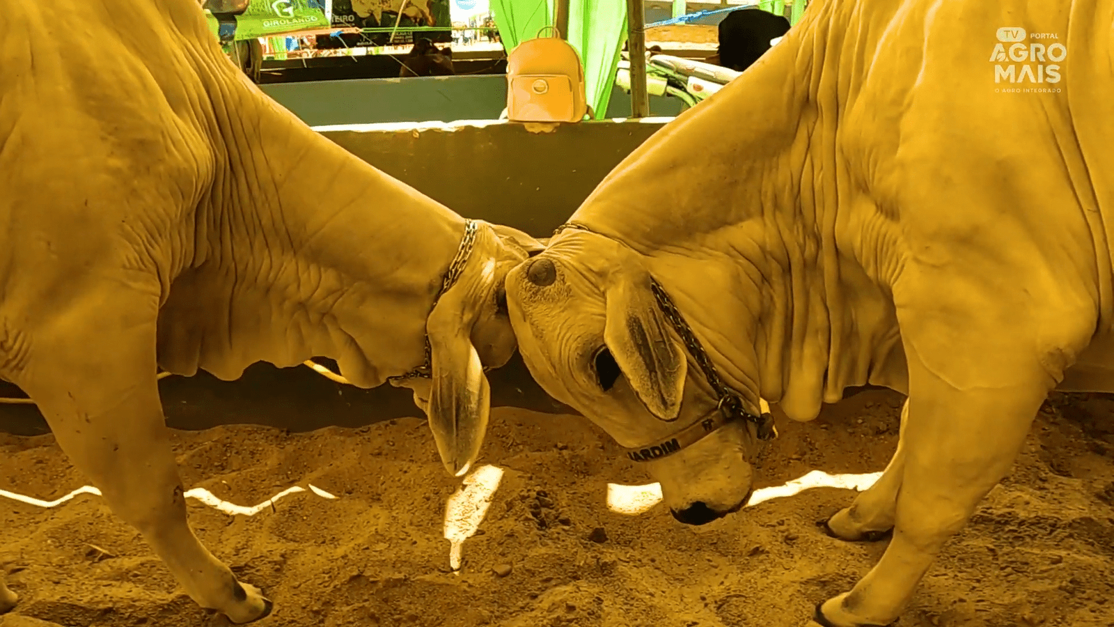 Expo Agro Crateús volta após 29 anos e já é a segunda maior do Ceará