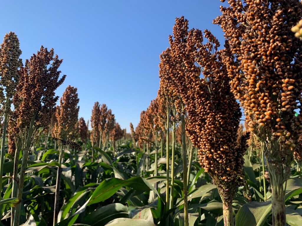 Exportação de sorgo brasileiro para a China pode começar em 2025