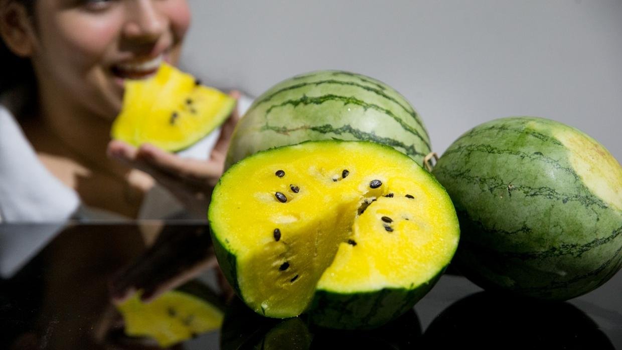 Pessoa segura melancia amarela em Aracati com polpa diferenciada Título da imagem: Produção de melancia amarela em Aracati
