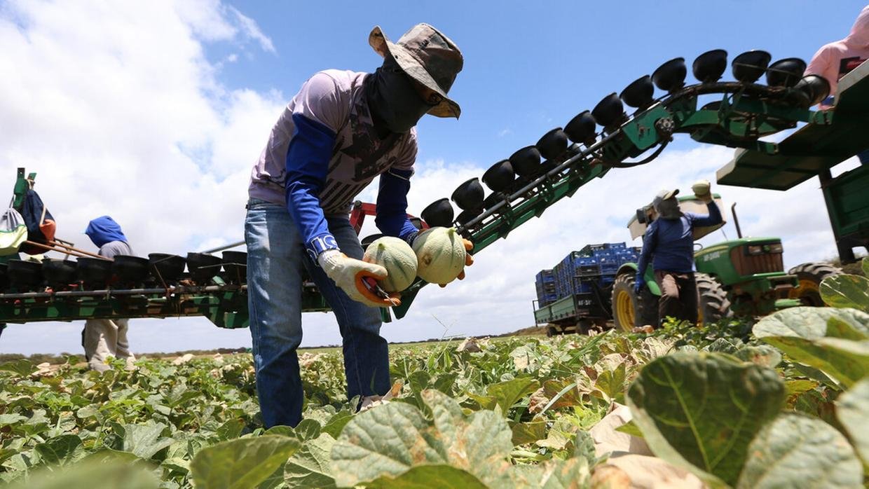Plantação de melões simbolizando o agro em alta Ceará em 2025