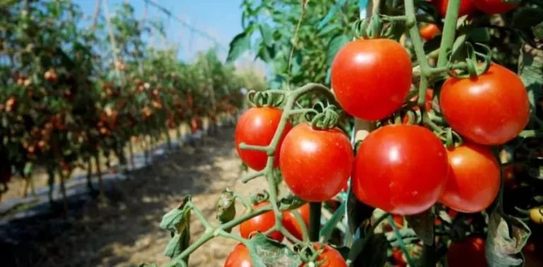 Colheita de tomate na Serra da Ibiapaba, referência ao Ceará 2º maior produtor de tomate