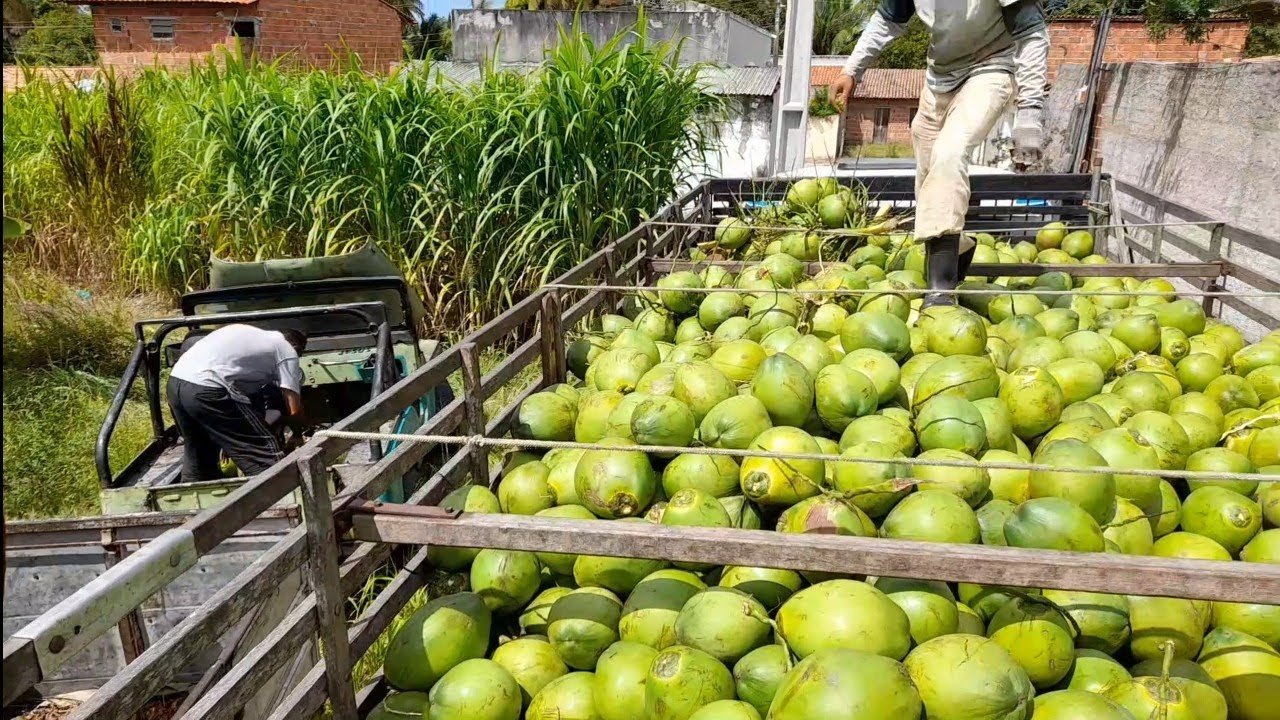 Paraipaba perde liderança para Petrolândia na produção nacional de coco em 2025