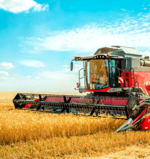 Lavoura de soja em desenvolvimento durante a primavera de 2025