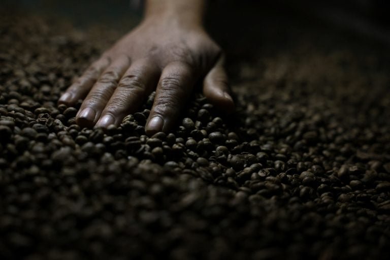 Grãos do café do jacu sendo preparados na Fazenda Camocim.