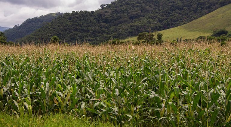 Lavouras representando a safra recorde estimada para 2025