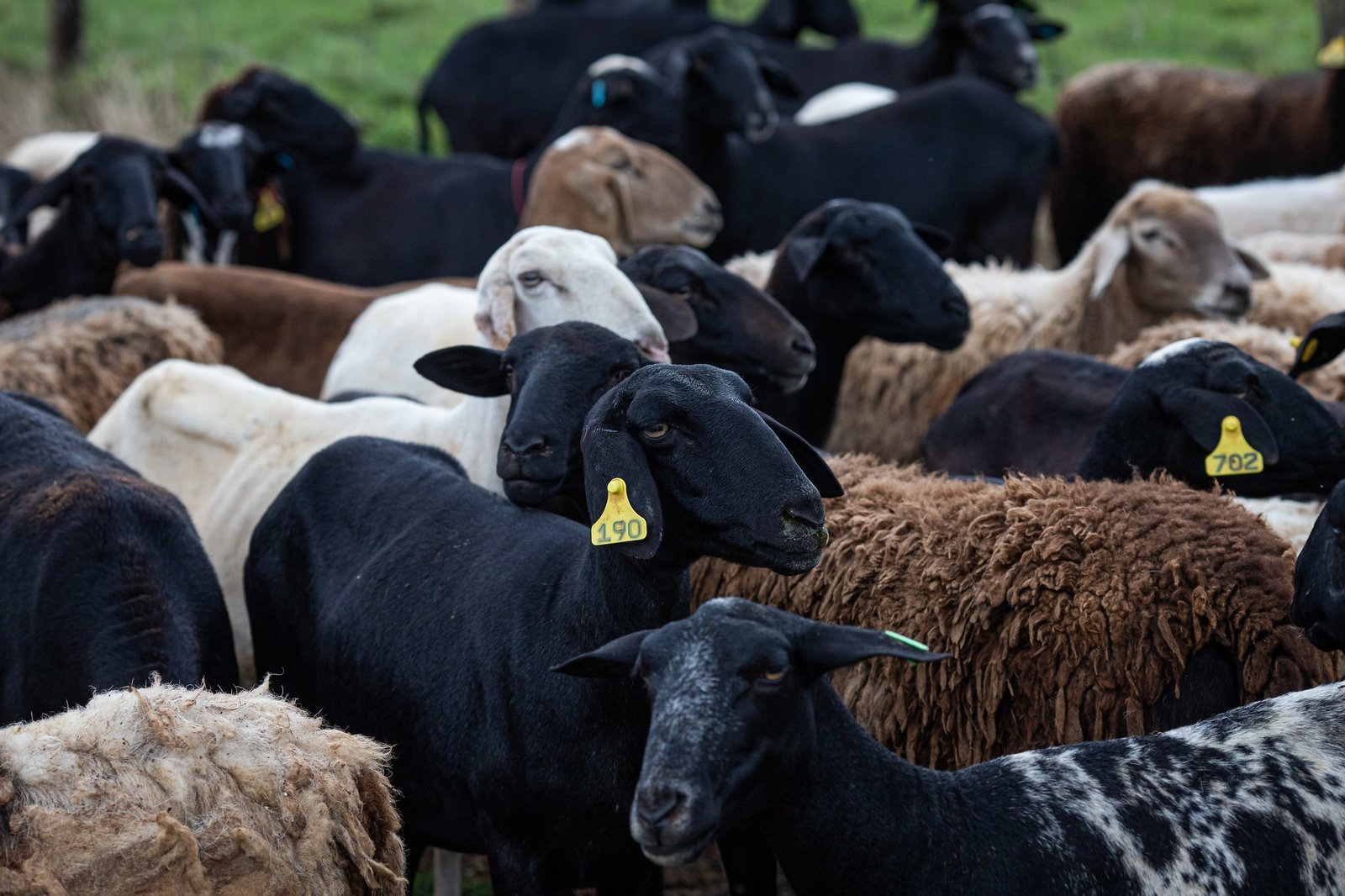 Caprinos criados sob normas halal no Ceará para exportação