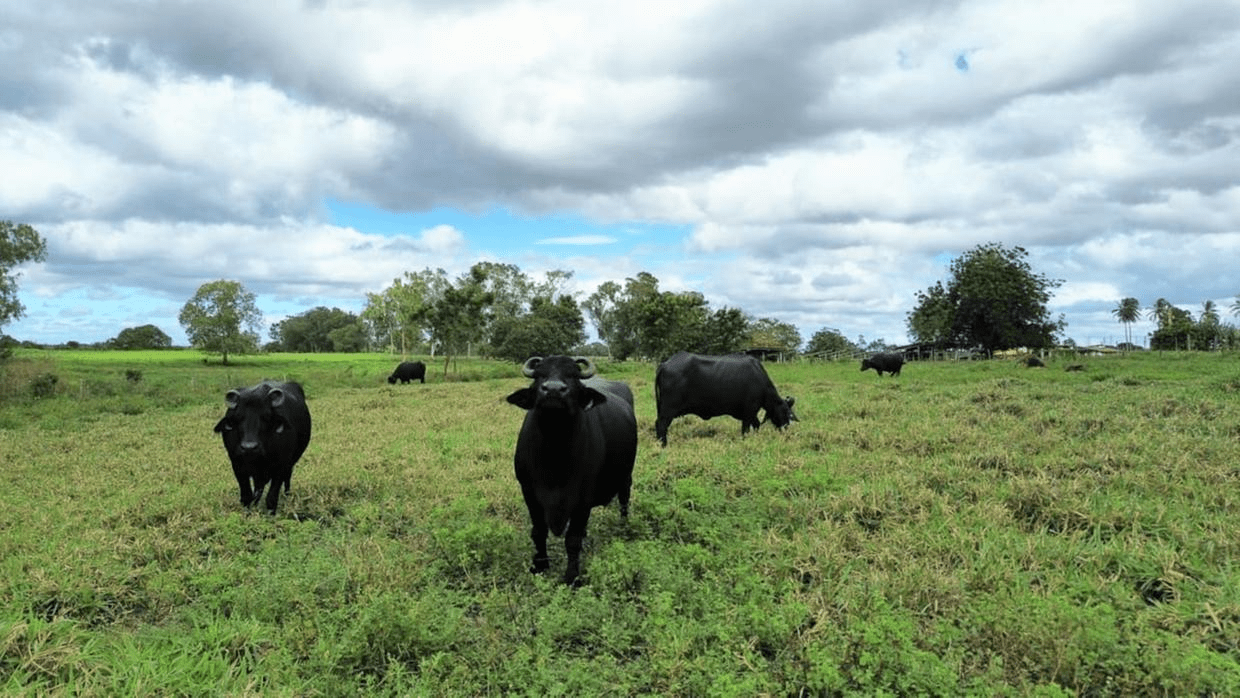 Paracuru e Pentecoste concentram os maiores rebanhos de búfalos do Ceará, com produção de leite e queijos artesanais.