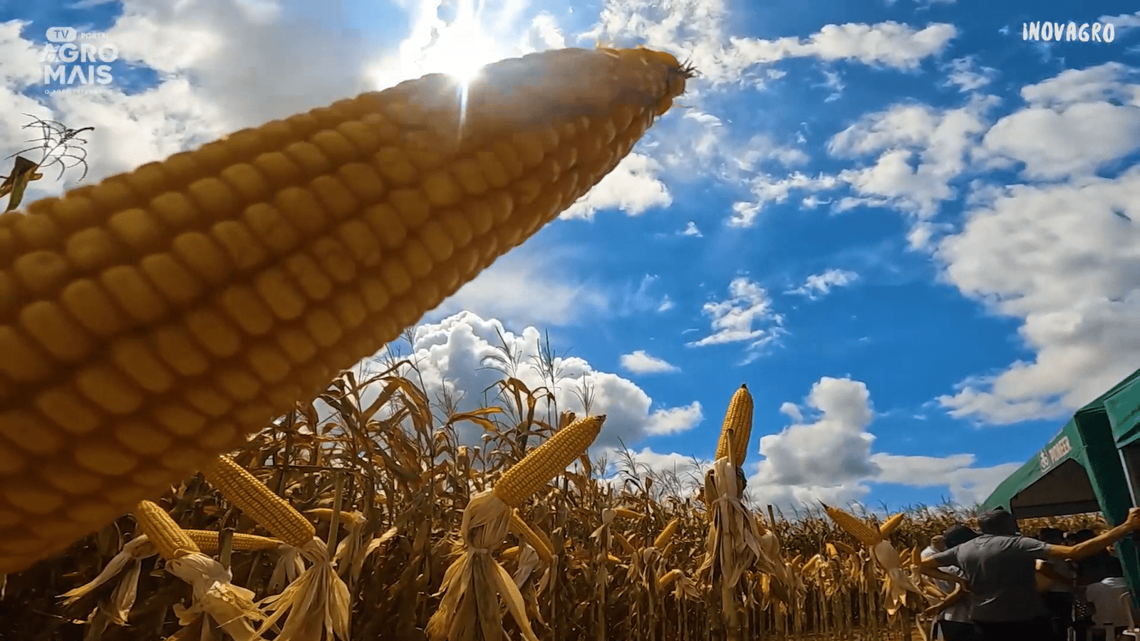 O milho transgênico quadruplica a produtividade e fortalece o agro cearense.