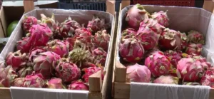 Produtores do Ceará investem em frutas exóticas como pitaia e tâmara, impulsionando o agronegócio local.