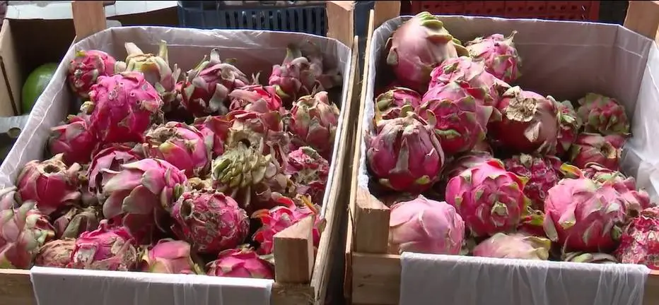 Produtores do Ceará investem em frutas exóticas como pitaia e tâmara, impulsionando o agronegócio local.