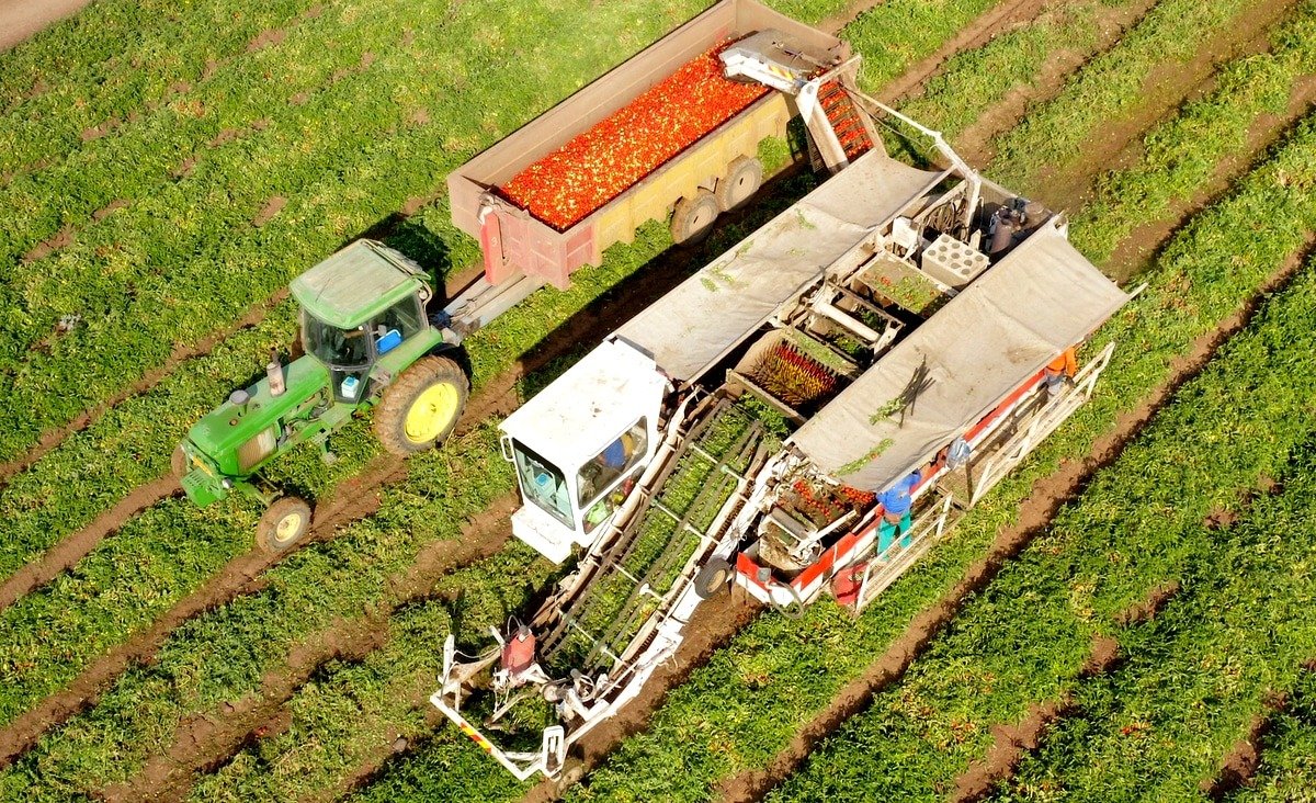 Produção de tomate, pimentão e algodão impulsiona novas fronteiras agrícolas do Ceará.