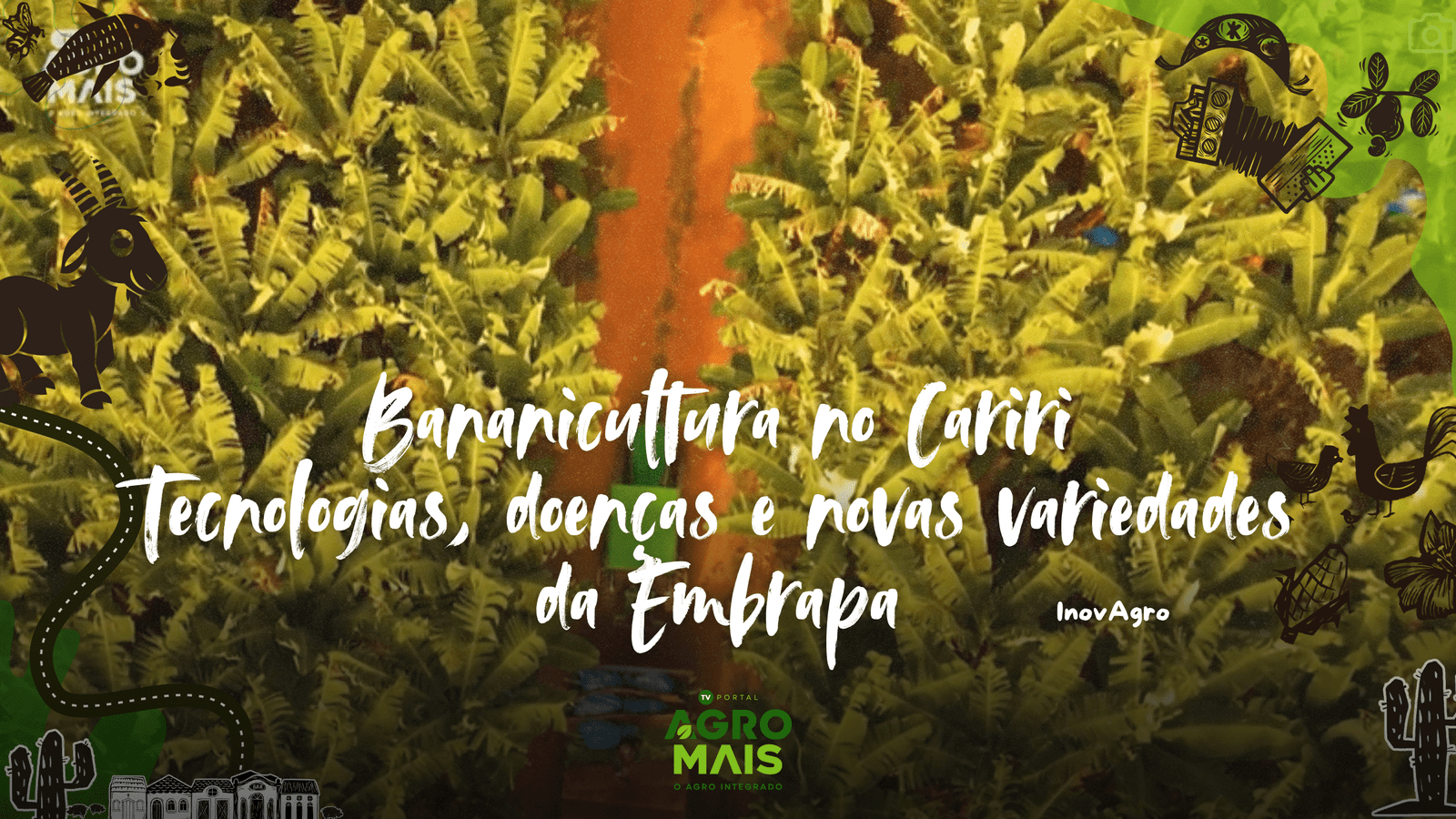 Técnicos da Embrapa demonstram novas variedades de banana resistentes durante a Expo Cariri.