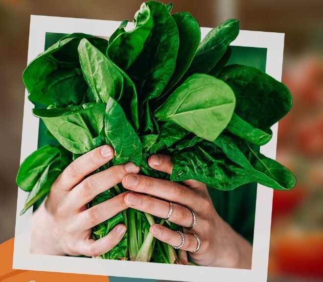 Ibiapaba Agrotech 2025