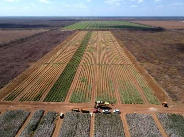 Nordeste registra crescimento de 4,4% na produção de grãos, enquanto o Brasil tem retração de 3,7%, segundo Conab e IBGE.